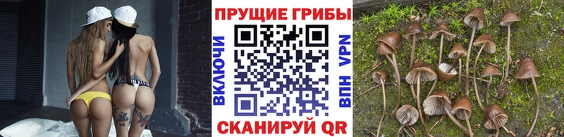 Псилоцибиновые грибы мицелий  мега ONION  Александровское 